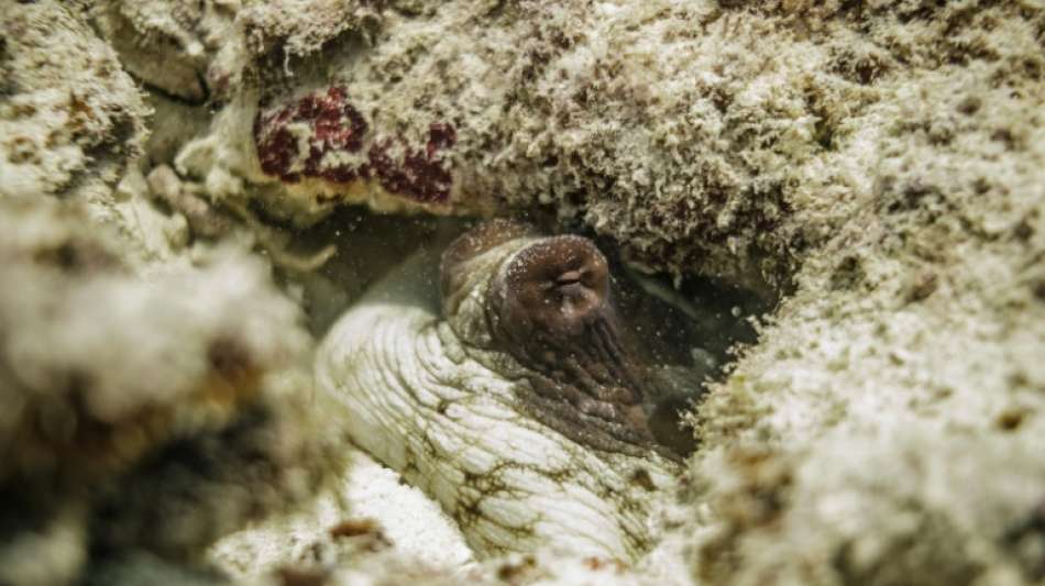 Tierschutzbund kritisiert Pl&auml;ne f&uuml;r Tintenfische aus Aquakulturen in Spanien
