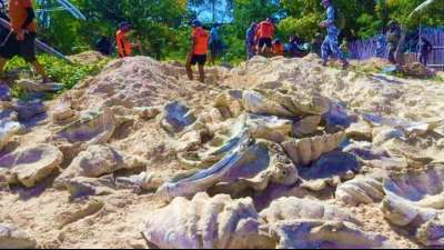 Mehr als 300 illegal gesammelte Riesenmuscheln in Philippinen beschlagnahmt