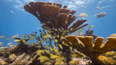 Pazifischer Inselstaat Palau verbietet korallenschädliche Sonnencremes