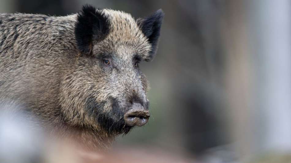Verirrtes Wildschwein wütet in Bäckerei in Hessen - Tier erschossen