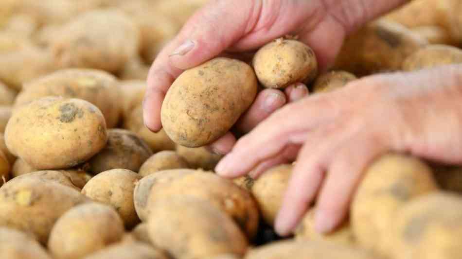 25 Prozent weniger Kartoffeln in diesem Jahr wegen der Sommerhitze