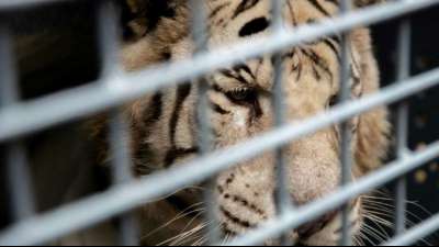 Zwei K&ouml;nigstiger ziehen von Argentinien in die USA um