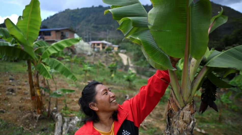 NGO: Zahl der bei Anschlägen getöteten Umweltaktivisten auf neuem Rekordhoch