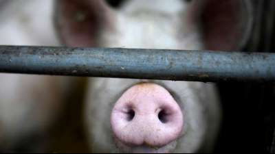 Schweinepest erreicht erstmals Hausschweinbestand in Mecklenburg-Vorpommern