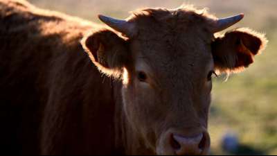 Foodwatch wirft Klöckner Beschönigung der Nutztierhaltung vor