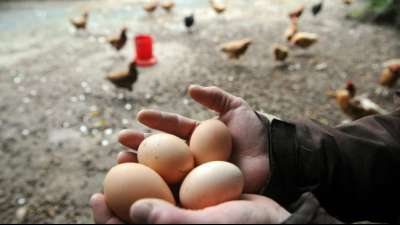 2020 deutlich mehr Bio-Eier produziert - Zunahme auch bei Bodenhaltung