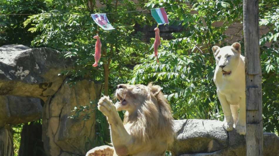 Thail&auml;ndischer L&ouml;we als tierisches Orakel der Fu&szlig;ball-EM im Einsatz