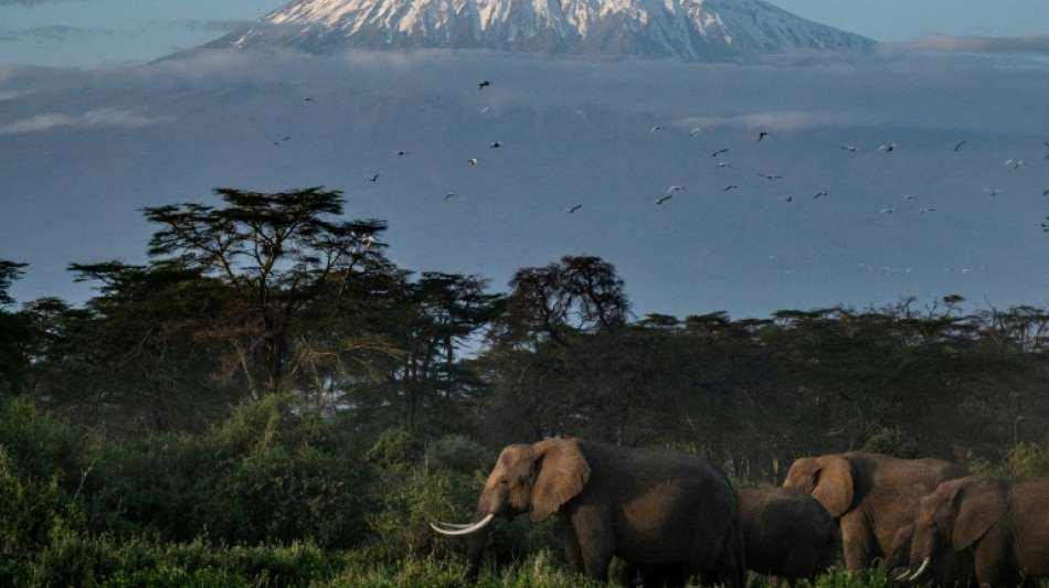 Kenias Regierung "besorgt" &uuml;ber Auswilderungspl&auml;ne britischer Tiersch&uuml;tzer