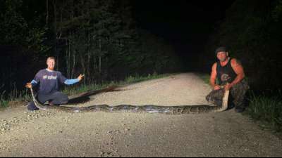 US-Jäger stellen Rekord mit Fang von knapp sechs Meter langer Python auf