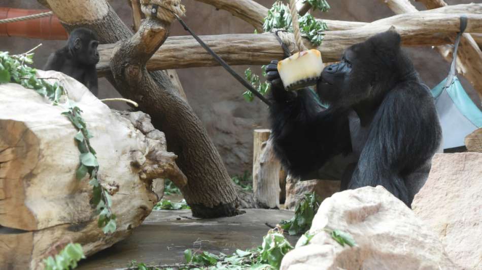 Gorilla greift Tierpflegerin im Zoo von Madrid an