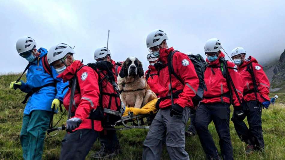 16 Helfer retten Bernhardiner-Hündin vom Berg
