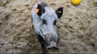 Deutschland und Polen wollen gemeinsam stärker gegen Schweinepest vorgehen 
