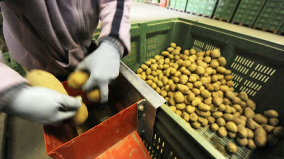 Kartoffelernte übertrifft Vorjahresergebnis deutlich