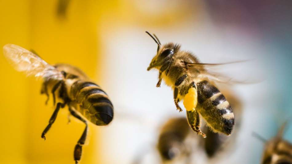 Bienensch&auml;dliche Pestizide bleiben in Frankreich vorerst erlaubt