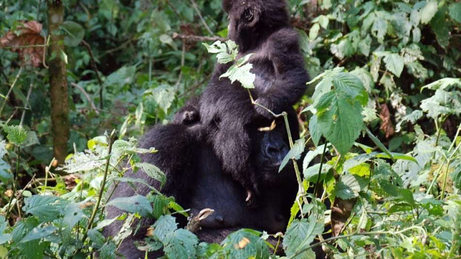 M&ouml;rder von 19 Rangern aus Virunga-Nationalpark ist gefasst
