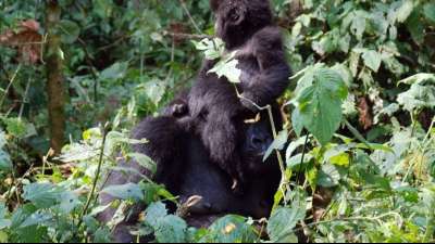 M&ouml;rder von 19 Rangern aus Virunga-Nationalpark ist gefasst