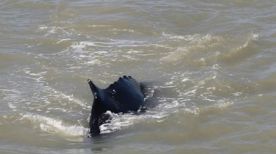 Buckelwale verirren sich in Fluss im Norden Australiens