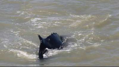 Buckelwale verirren sich in Fluss im Norden Australiens