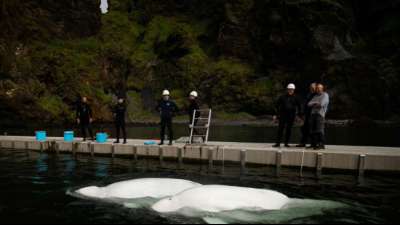 Aus Aquarium befreite Weißwale schwimmen erstmals im offenen Meer