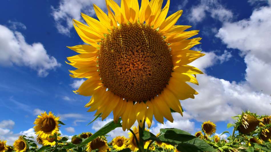 EU steht vor einer Rekordernte bei Sonnenblumenkernen