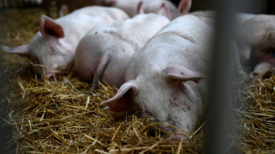 Zahl der Höfe mit ökologischer Tierhaltung steigt von 2010 bis 2020 um 41 Prozent