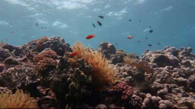 Studie: Great Barrier Reef verlor binnen 25 Jahren die Hälfte seiner Korallen