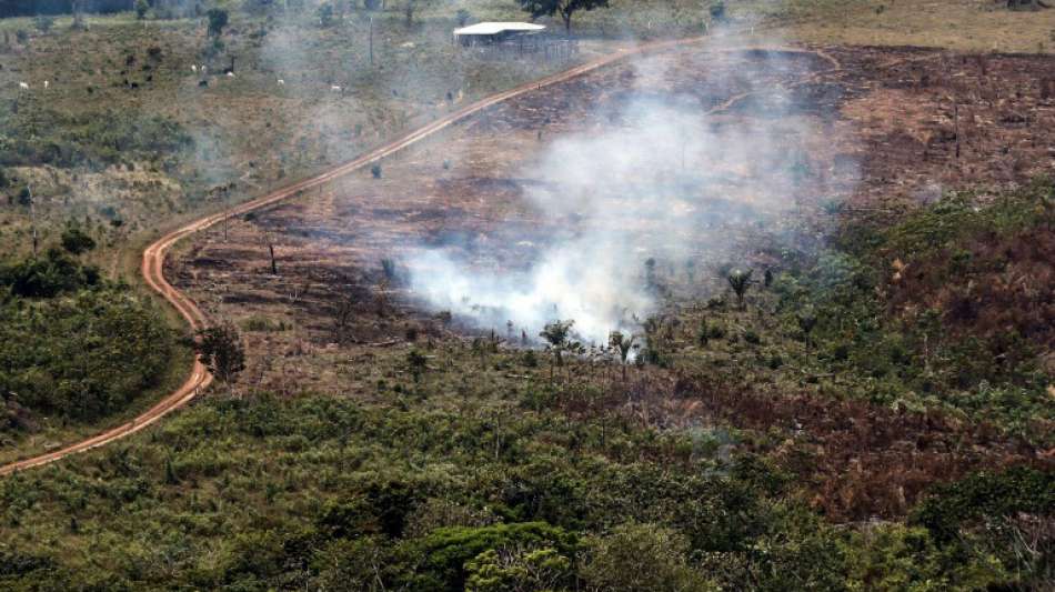 Im vergangenen Jahr 159.000 Hektar Wald in Kolumbien abgeholzt