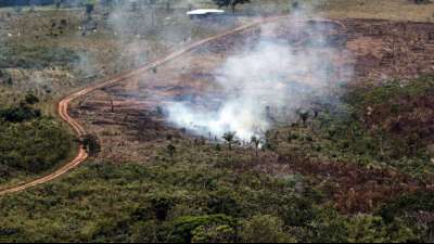 Im vergangenen Jahr 159.000 Hektar Wald in Kolumbien abgeholzt