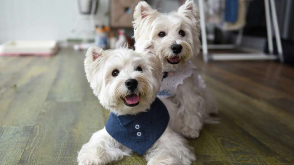 Bieterkampf um den Onlineh&auml;nder Zooplus wird immr h&auml;rter