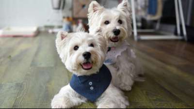 Bieterkampf um den Onlineh&auml;nder Zooplus wird immr h&auml;rter