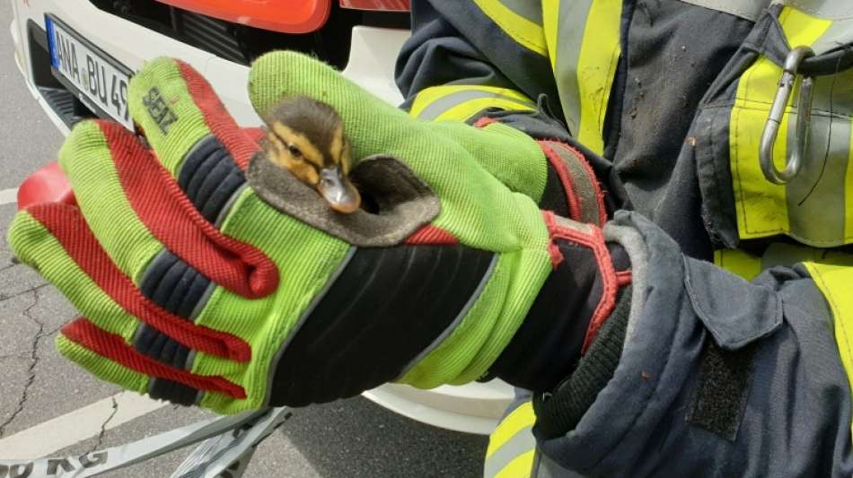 Polizisten und Anwohner retten Entenküken aus Gullyschacht in Celle 