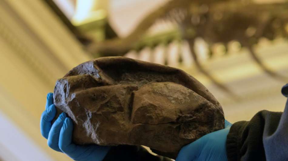 Wissenschaftler lüften Geheimnis von mysteriösem Fossil aus der Antarktis