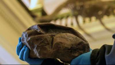 Wissenschaftler lüften Geheimnis von mysteriösem Fossil aus der Antarktis