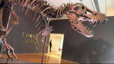 T-Rex "Stan" für Rekordpreis von 31,8 Millionen Dollar versteigert
