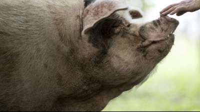 Chinesen trauern um "Heldenschwein"