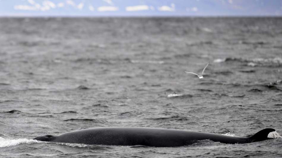 Island setzt zum zweiten Mal hintereinander Walfangsaison aus