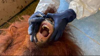 30 Orang-Utans in Malaysia auf Corona getestet