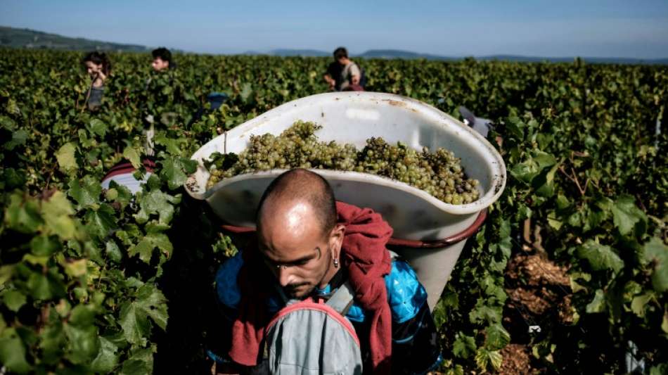 Gewerkschaftsb&uuml;ndnis: Schwere Rechtsverst&ouml;&szlig;e bei Saisonarbeit in Landwirtschaft