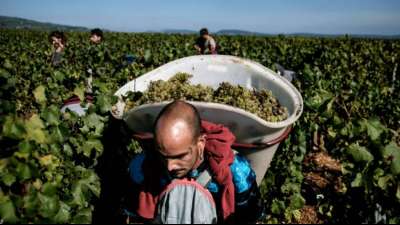 Gewerkschaftsbündnis: Schwere Rechtsverstöße bei Saisonarbeit in Landwirtschaft