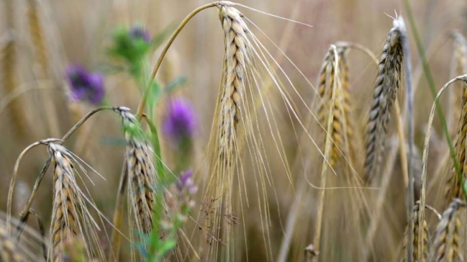 Ernte bei Getreide, Obst und Gemüse in diesem Jahr unterdurchschnittlich