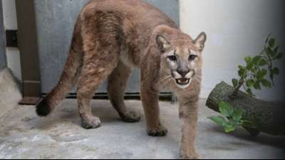 Wilder Puma aus New Yorker Wohnung geholt
