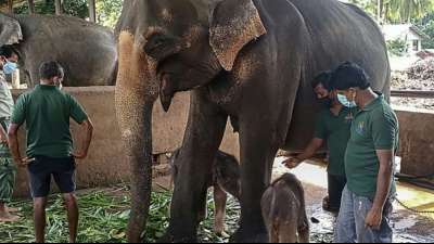 Zwei Mitarbeiter von Cricket-Stadion in Sri Lanka bei Elefanten-Angriff get&ouml;tet
