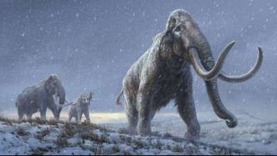 Forscher finden in Mammut-&Uuml;berresten Millionen Jahre alte DNA-Spuren