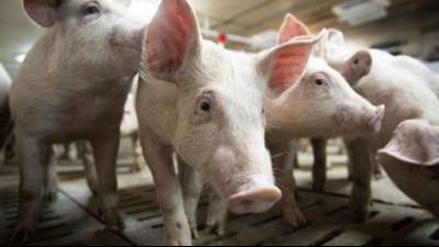 Preise f&uuml;r Schweine weiterhin im Keller 