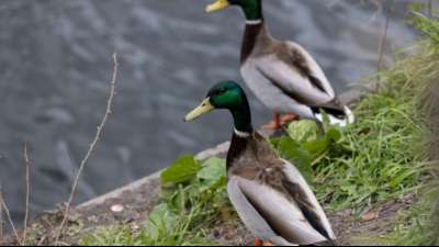 Unbekannte t&ouml;ten mehr als 20 H&uuml;hner und Enten in Gefl&uuml;gelstall