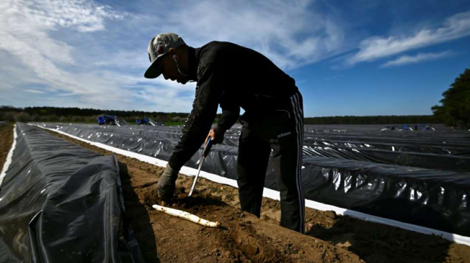 Spargelsaison in Deutschland startet