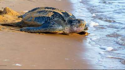 90 Eier der Lederschildkr&ouml;te in ecuadorianischem Naturschutzgebiet entdeckt