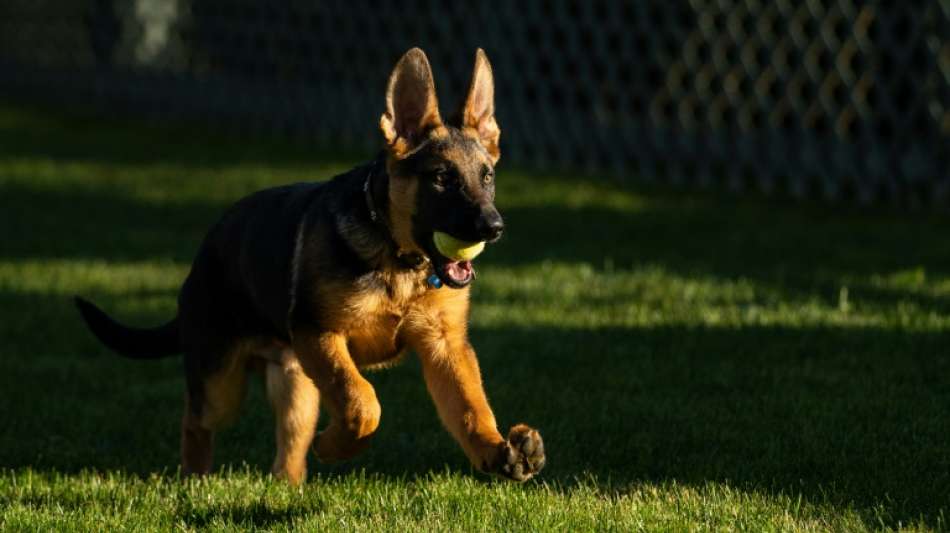 Wei&szlig;es Haus: Biden hei&szlig;t neuen Hund Commander willkommen