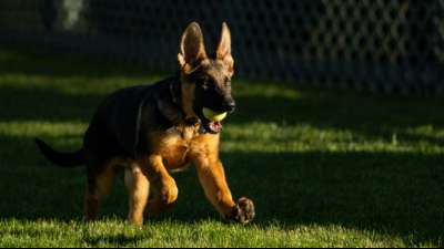 Wei&szlig;es Haus: Biden hei&szlig;t neuen Hund Commander willkommen