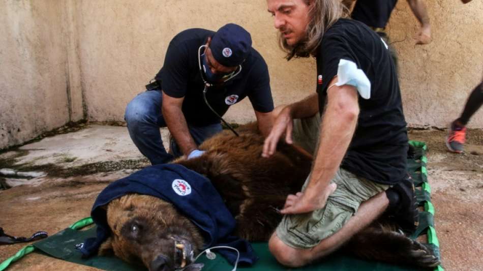 Gef&auml;hrdete Braunb&auml;ren aus libanesichem Zoo in USA gebracht